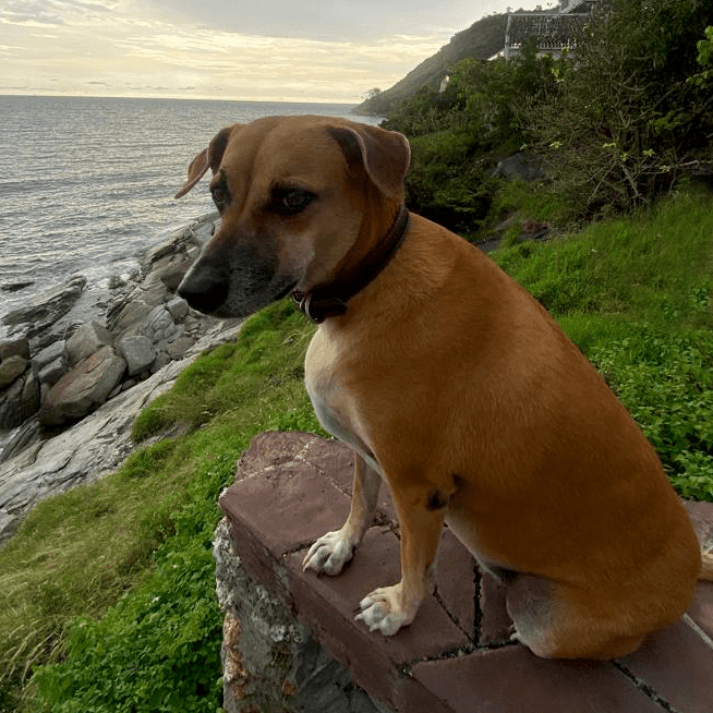 Dog walking service Banstead